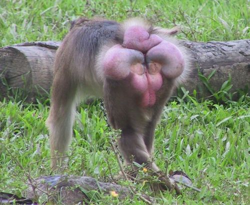 雌性灵长类的繁殖策略