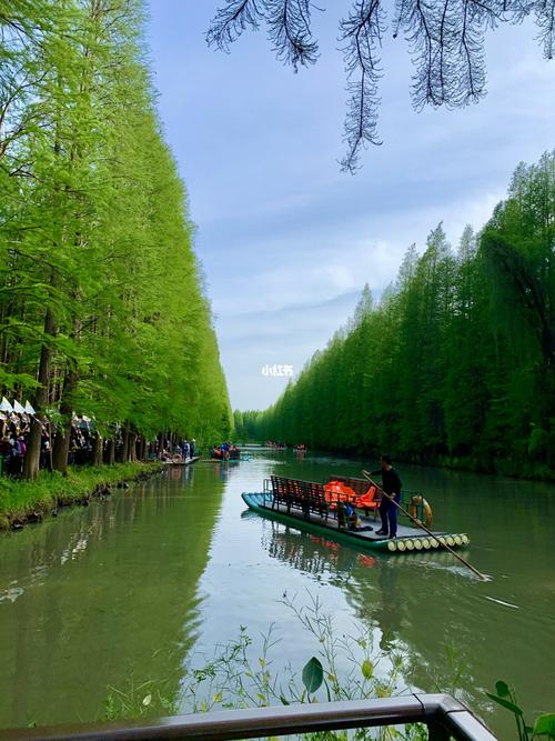 淮安·金湖水上森林公园_森林_金湖水上森林景区_旅行