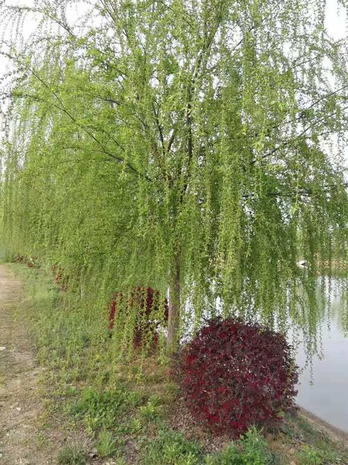 垂柳15公分 垂柳16公分 垂柳18公分价格