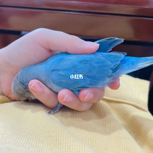 蓝闪牡丹鹦鹉乖乖还是走了_鹦鹉_牡丹_奶粉_卫衣_手养