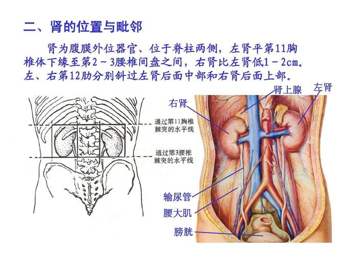 输尿管 腰大肌 膀胱