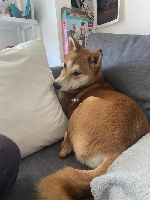 可爱的小爪子_柴犬_宠物_狗