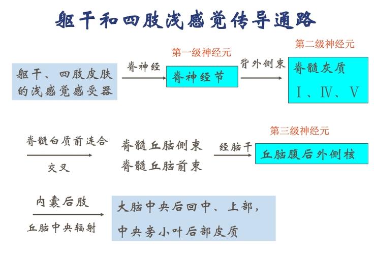 躯干及四肢浅,深感觉传导通路中三级神经元和中枢的位置?
