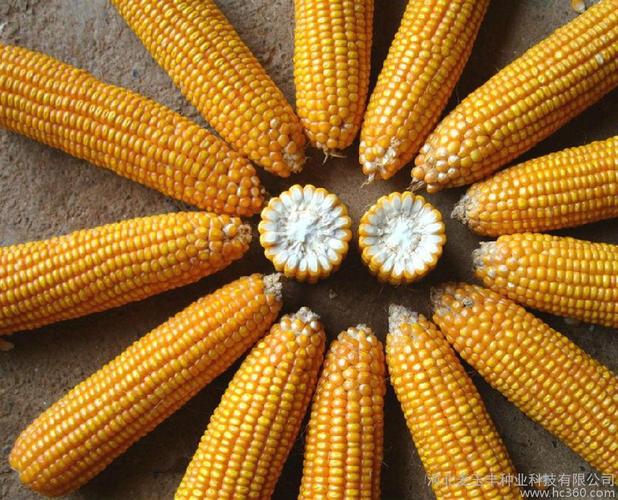 供应麦玉丰多种 高产玉米种子