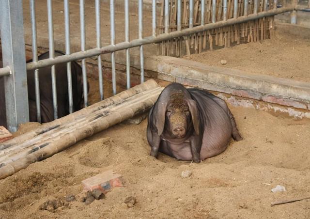 二花脸猪种公猪和母猪的饲养诀窍