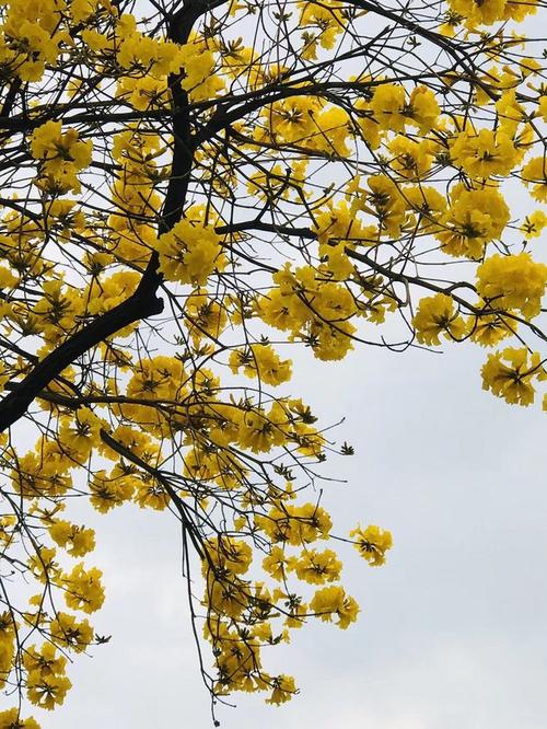 黄花风铃木
