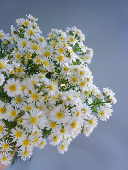 孔雀草白色,紫色_斗南花市自由行热门攻略_花市_鲜花