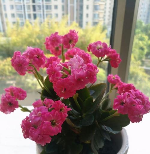 原创长寿花和野草一样,没人管也能长到开花,随手就能扦插一大片