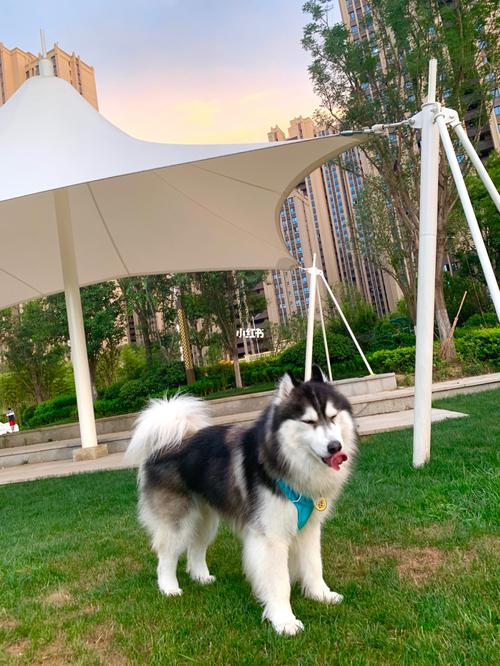 西安市内可以带狗玩的地方_狗狗_夕阳_狗狗日常_宠物