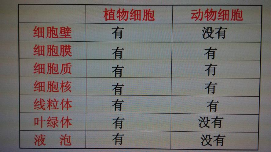 动植物细胞的比较