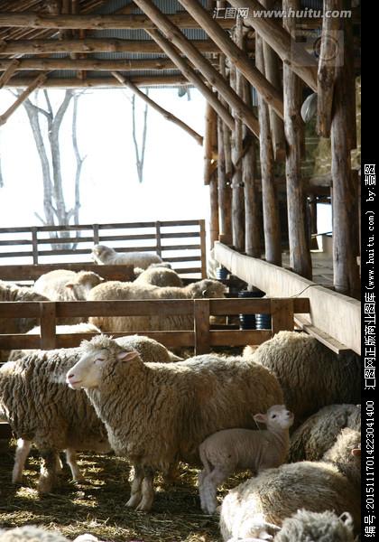 羊在羊圈简笔画