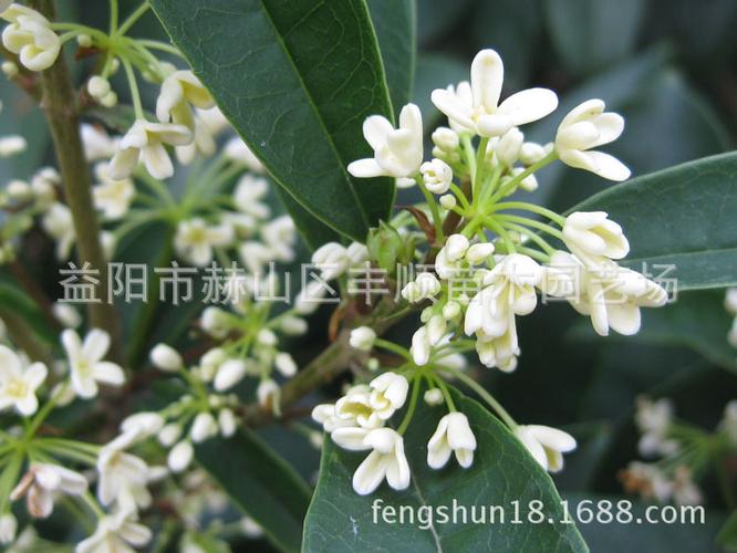 湖南苗木 桂花树苗 浓香型桂花新品种-正宗*日香桂苗 日香桂树苗
