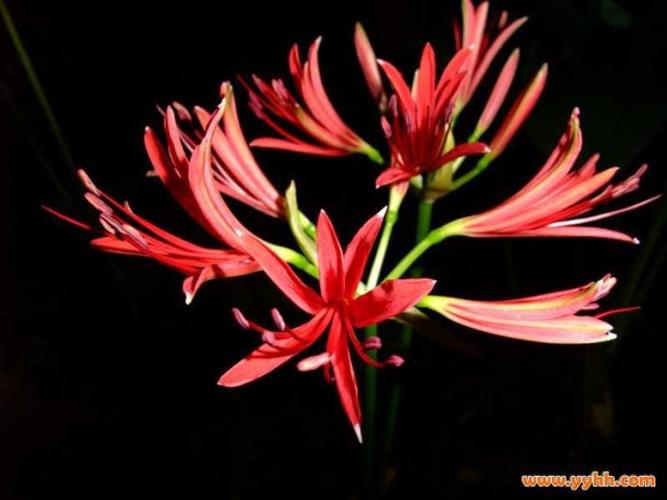 与佛有关的花佛教圣花转