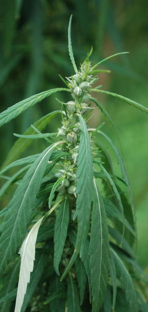 珍珠透骨草(地构叶)