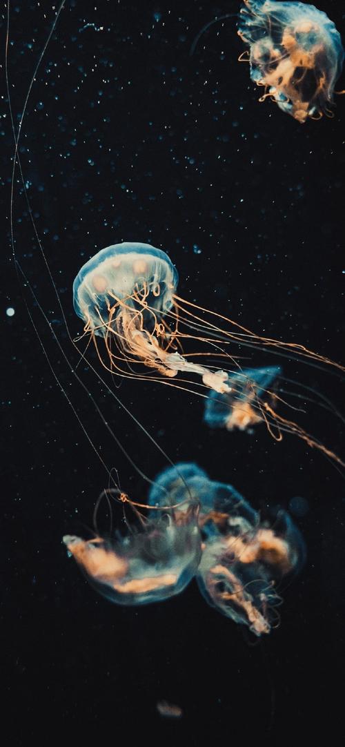 梦幻海洋生物水母高清手机壁纸
