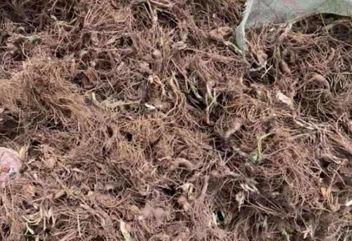 野生苍术价格一直稳步上升的步伐谁才能阻挡