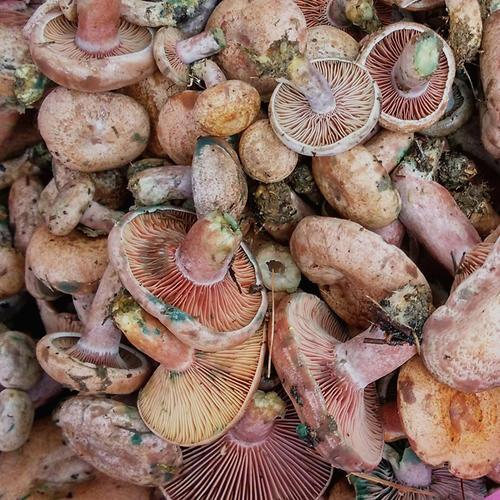 云南野蘑菇拾趣61谷熟菌