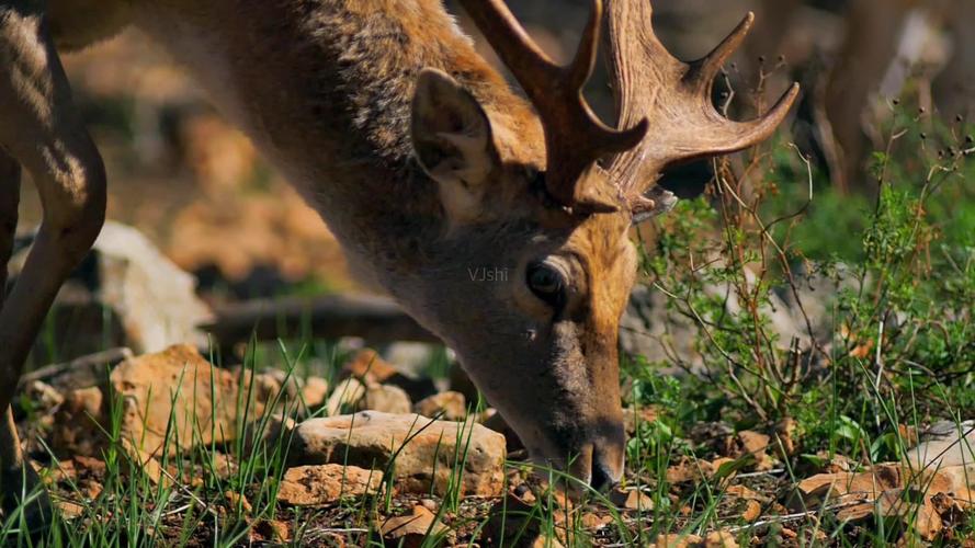自然山水动物农业蔬菜_1920x1080_高清视频素材下载