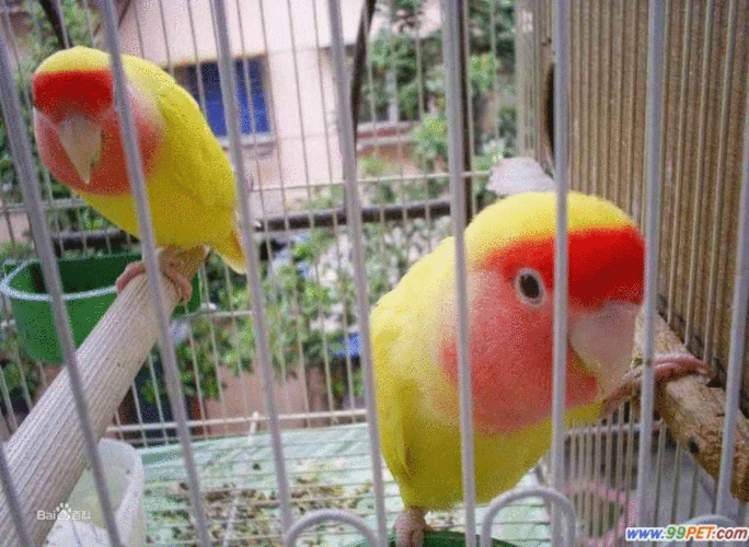 日本黄桃脸牡丹鹦鹉