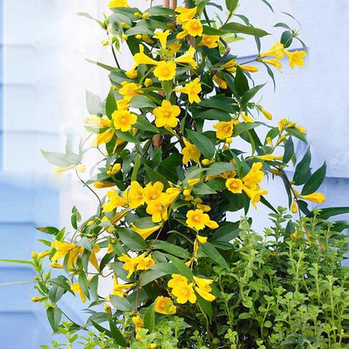 购客法国香水藤茉莉爬藤本植物带花浓香花卉盆栽花苗耐寒多季开花