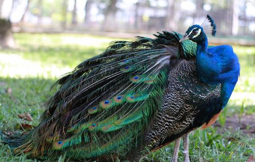 00 mb原图尺寸:3702*2352 简介:一组精美的漂亮的孔雀素材图片,亮的