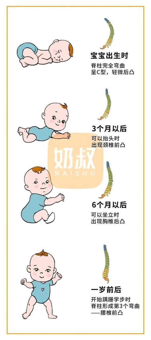 而是要经历这样一个发育过程▽宝宝的脊柱并非生来就是直直的我们先