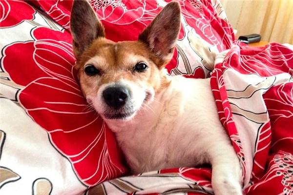 英国一狗狗因微笑走红网络(组图)