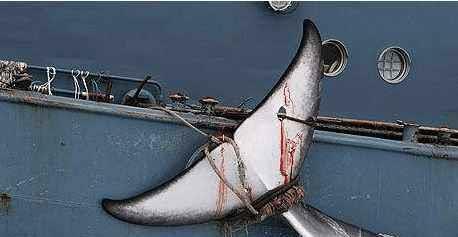 日本每年派出捕鲸团队,追到南极也要捕杀鲸鱼?鲸鱼:多大仇?