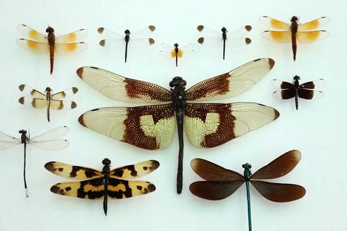 更重要的是这批标本中有世界上有记录以来最小的蜻蜓个体其体长不足15