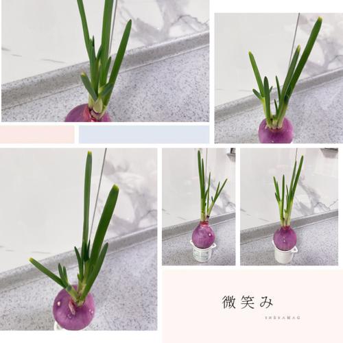 我的植物观察---洋葱的生长过程
