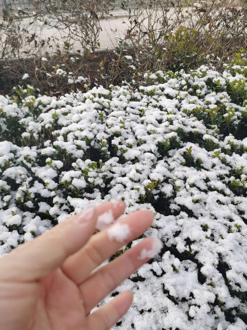 寻雪