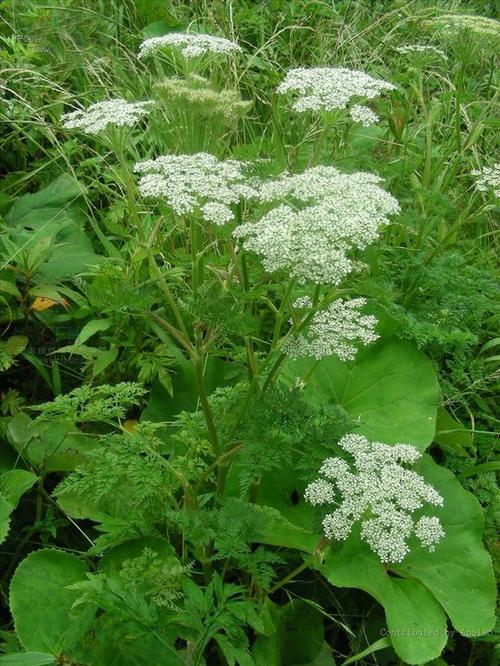 藁本-功效与作用-中药药用价值网