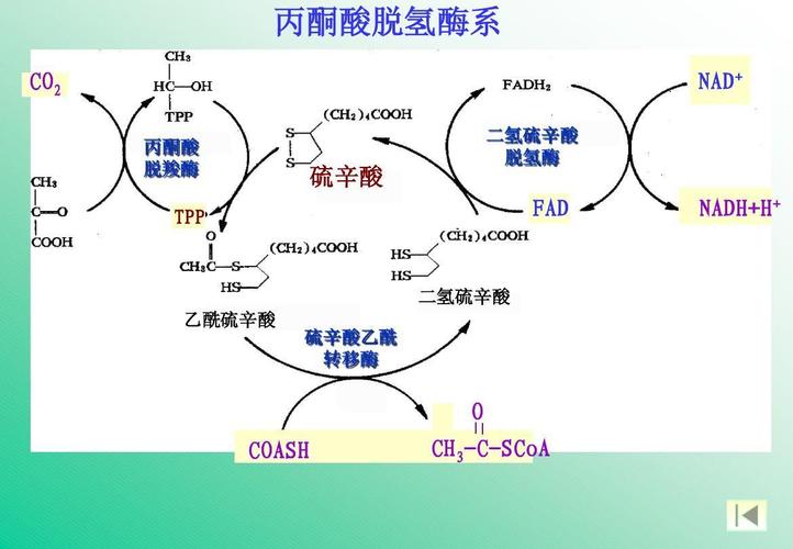 丙酮酸脱氢酶系