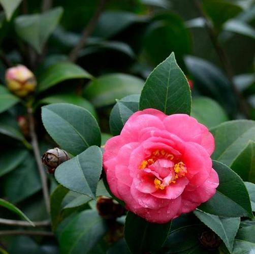 茶花娇滴滴的,养它要先熟悉习性,开花美艳艳