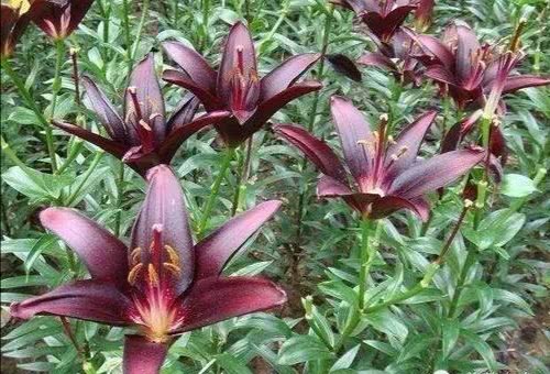 象征黑暗的十大地狱恶魔之花