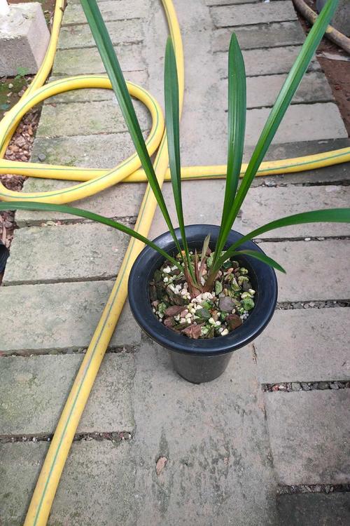 日月潭之恋建兰四季兰色夏秋花苞室内盆栽绿植花卉