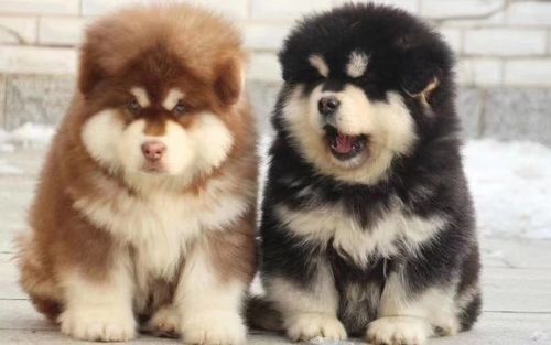 犬舍繁殖熊版巨型阿拉斯加幼犬