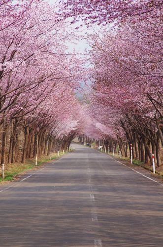世界第一长樱花街道(青森)