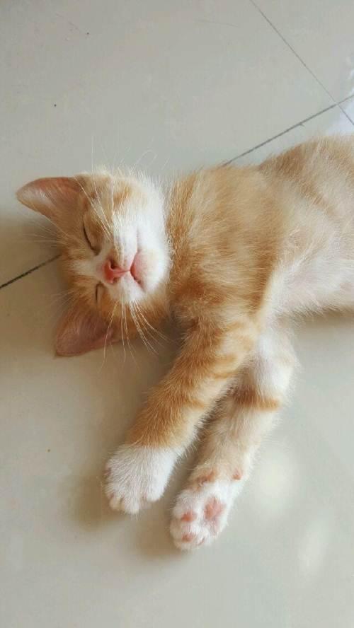 小黄猫找主人啦快来领养吧