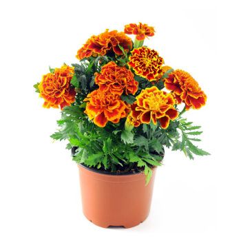 阳台种绿植物盆栽易种花卉桌面四季种菊花种籽孔雀草种子200粒送盆土