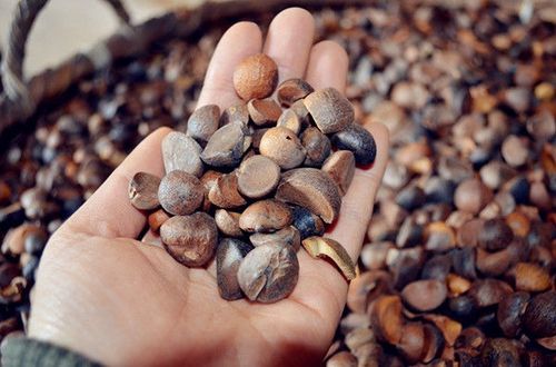 农家纯正山茶籽原料