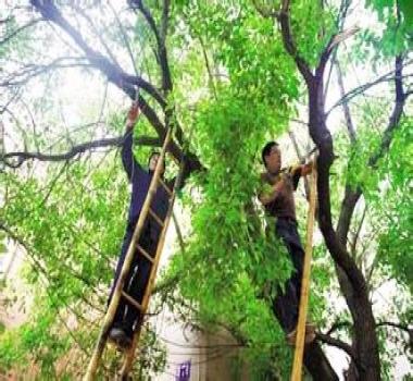 园林的树木修剪方法与步骤