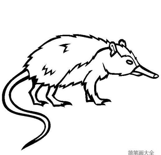 古巴沟齿鼠简笔画图片