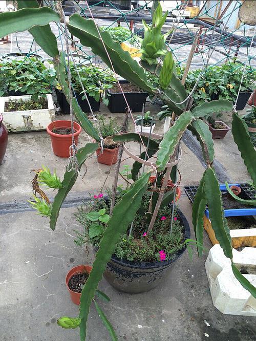 盆栽的1颗火龙果  欣赏