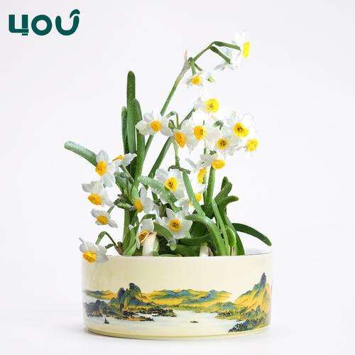 69 花盆 69 中国风水仙花盆陶瓷水培铜钱草家用客厅剑山插花盘