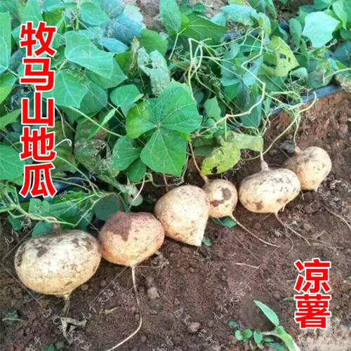 【牧马山地瓜种子】早熟品种 水果地瓜 水晶沙葛凉薯土瓜 25粒