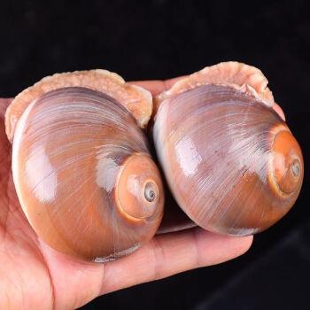 猫眼螺鲜活香螺沙螺肚脐螺海鲜水产贝类扁玉螺海螺海鲜2斤装芥末酱包