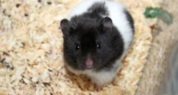 包邮送运输盒 仓鼠金丝熊虎纹熊奶牛熊眼圈熊活体厦门宠物