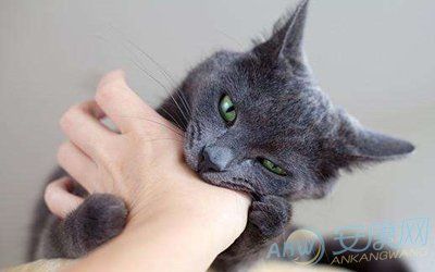 猫是一种善于捕鼠的小动物,虽然长得像老虎,却没有老虎威猛,然而灵活