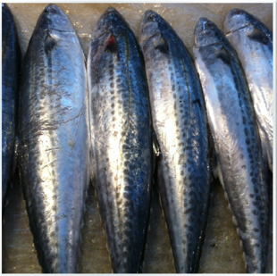 马鲛鱼 整条野生深海马鲛鱼锦州特产包邮 大鲅鱼超大新鲜海鲜鲜活水产